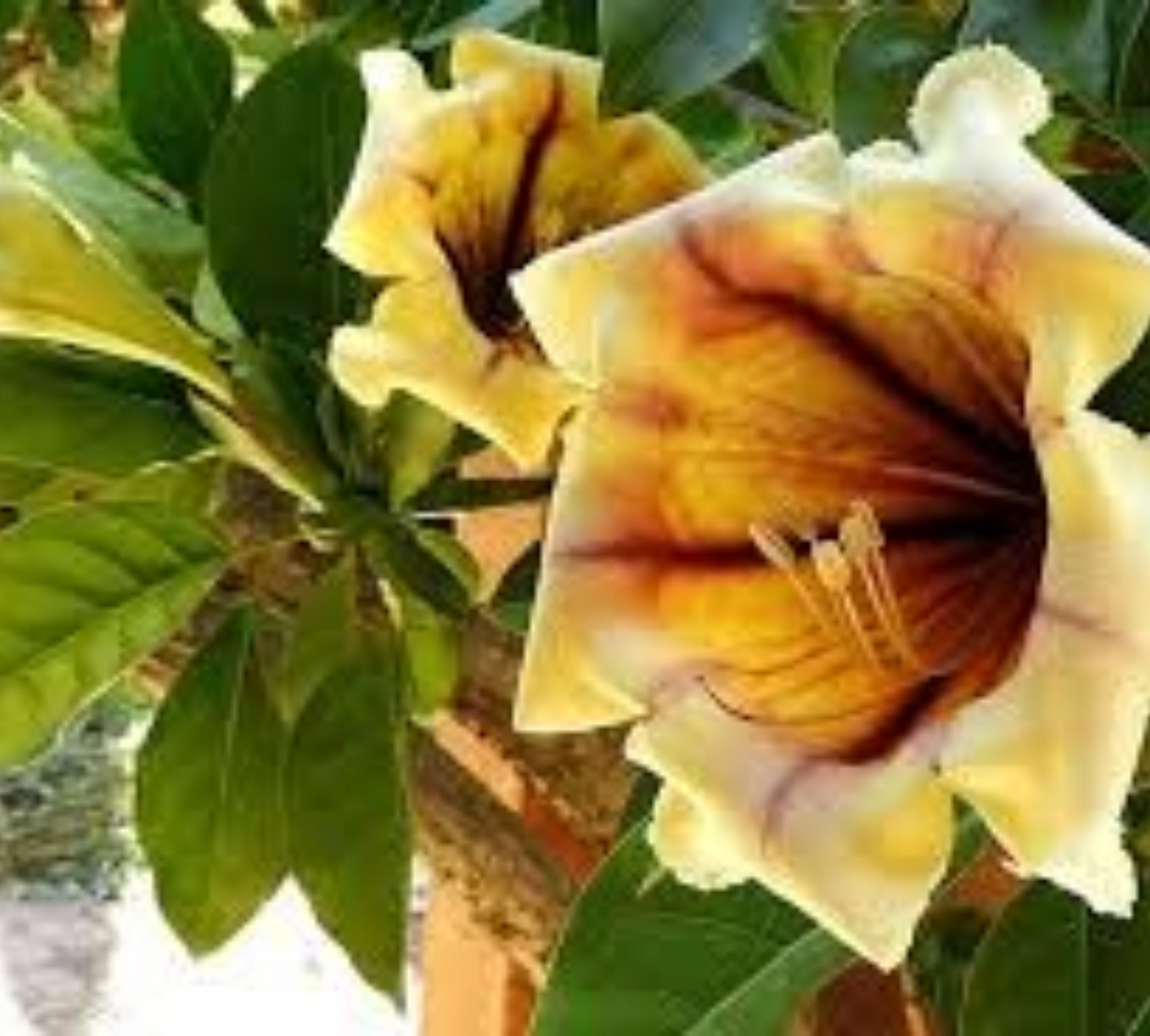 Solandra maxima v18 cm – Calice d’Oro