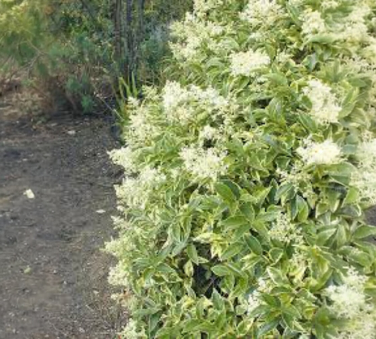 Ligustrum lucidum v18 cm
