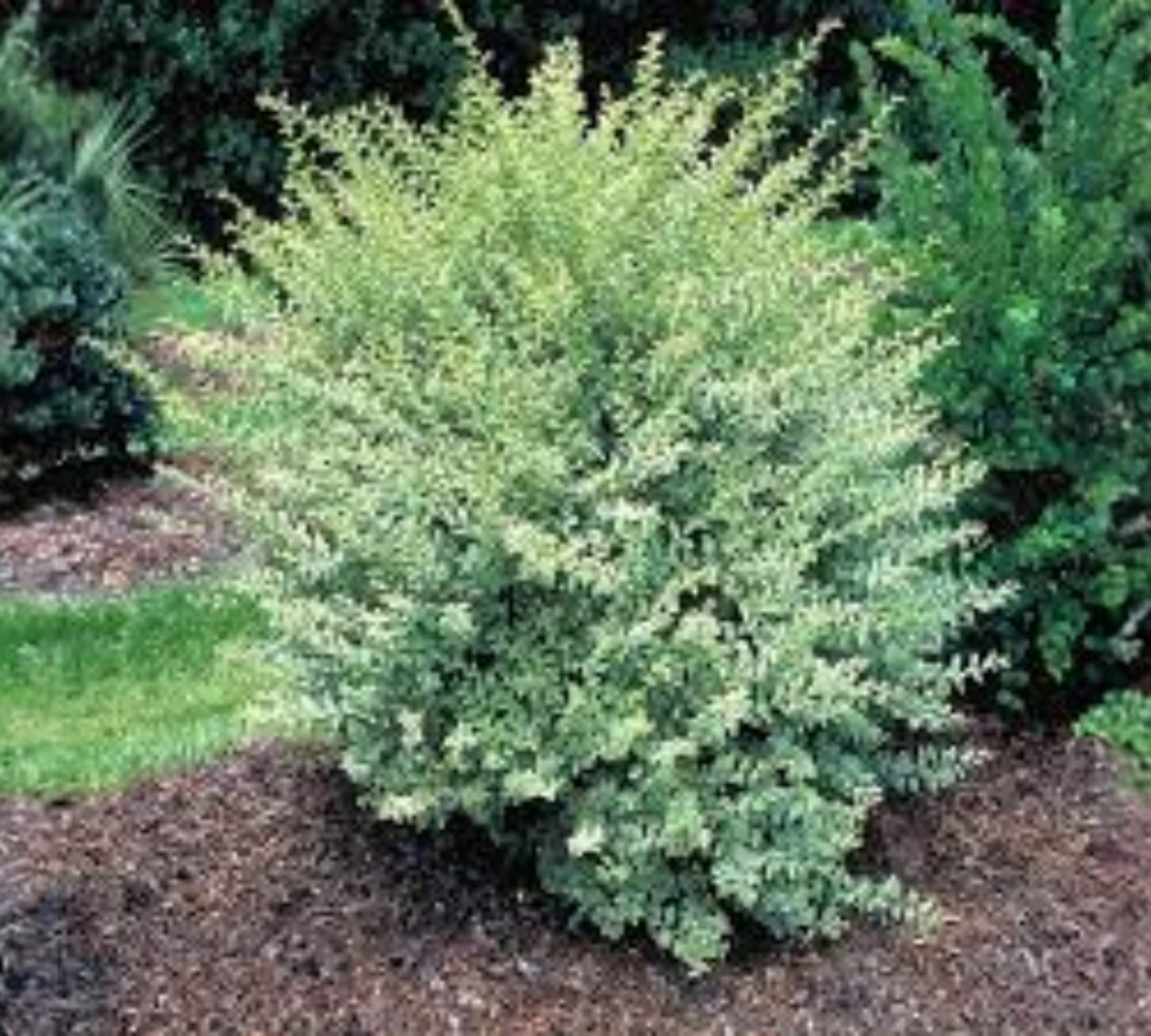 Ligustrum sinensis v22 cm