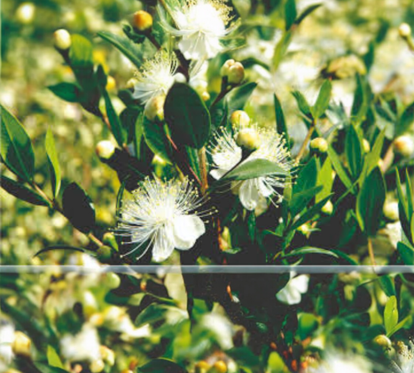 Myrtus communis