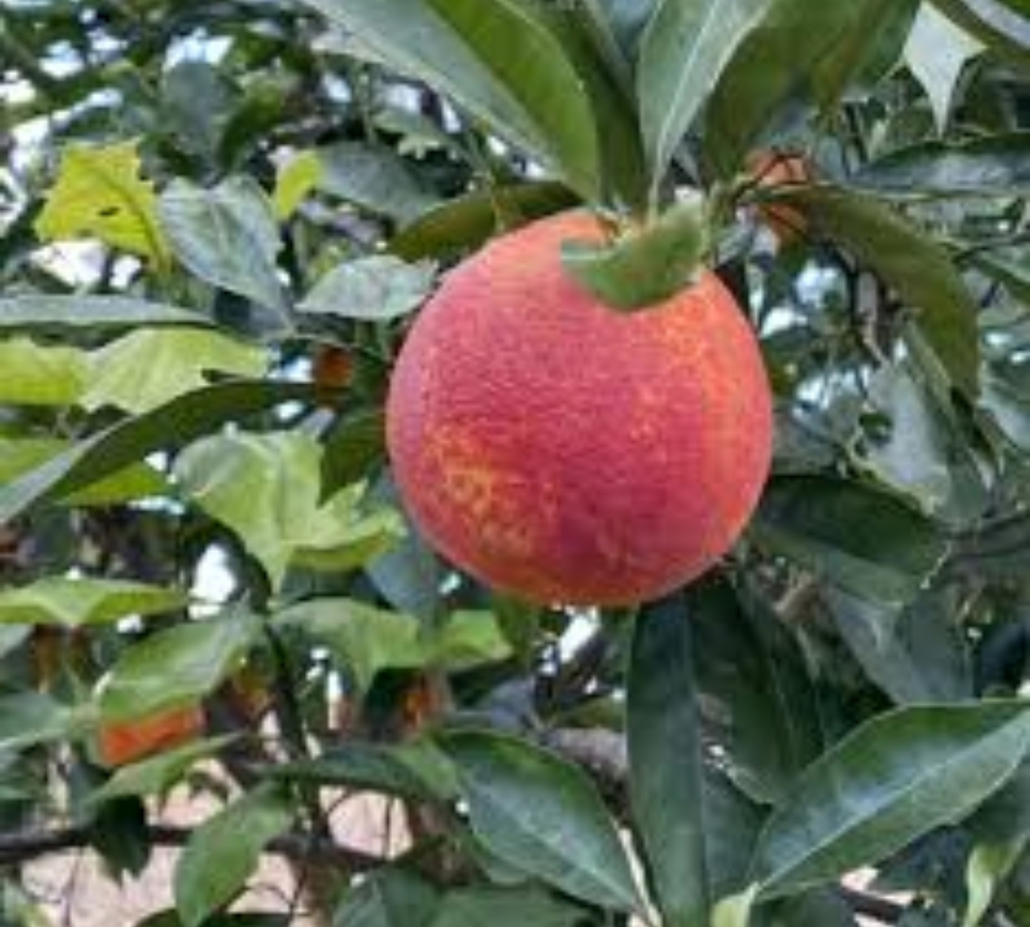 Arancio tarocco rosso v20 cm