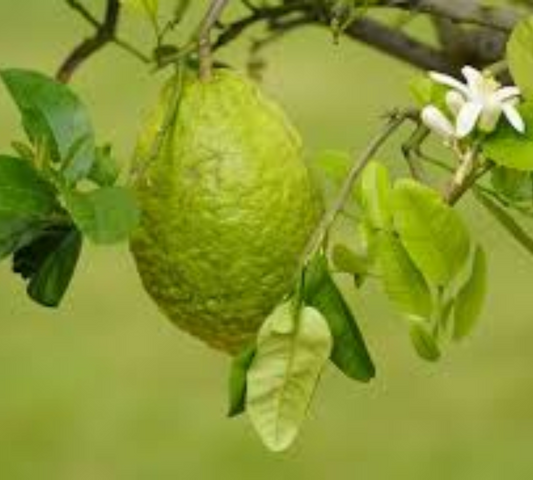 Cedro v20 cm