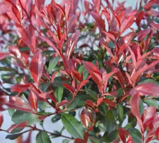 Photinia fraseri carré rouge Ht 80-100cm v35