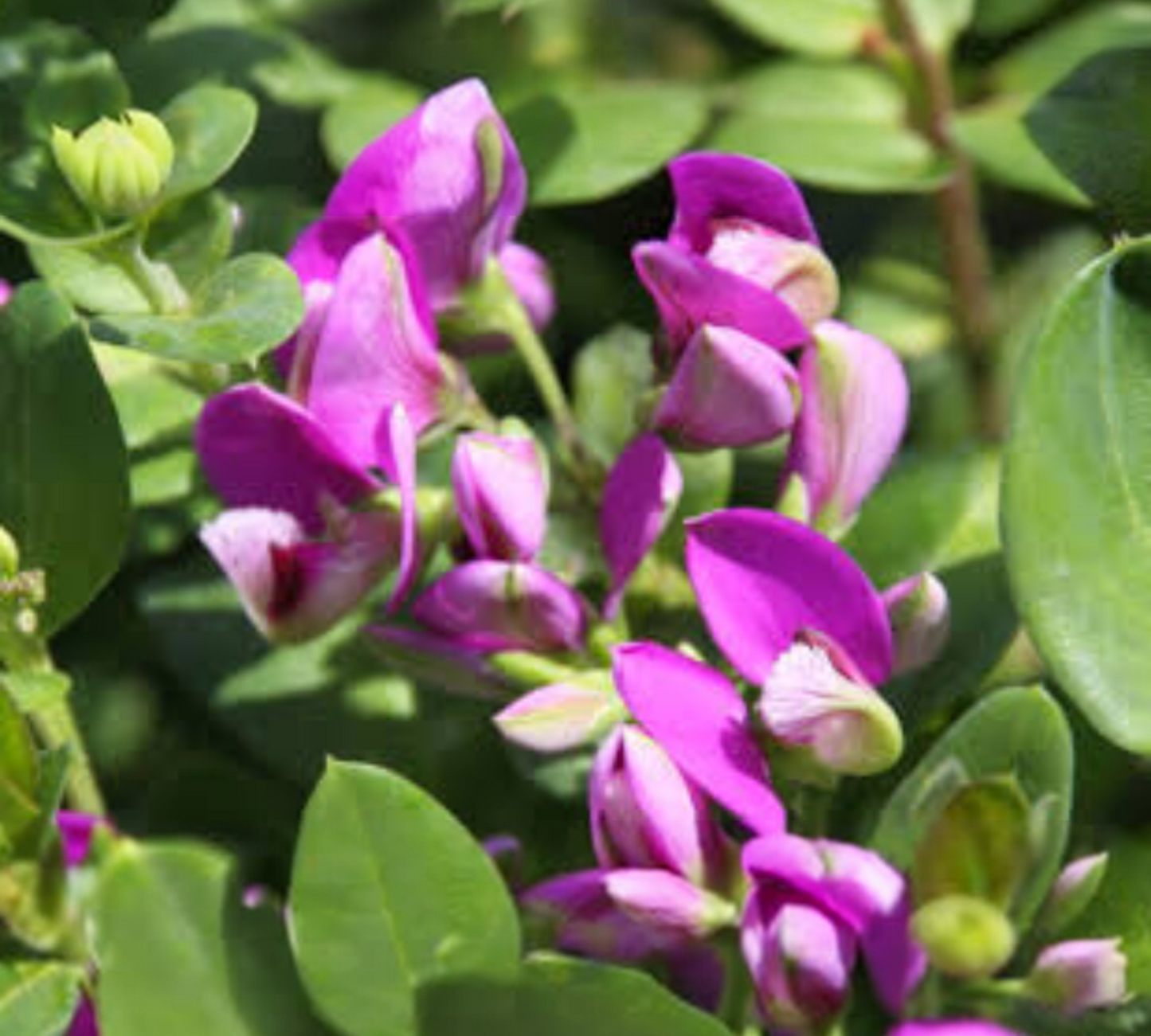 Polygala m. Oppositifolia Bibi Pink v17 cm