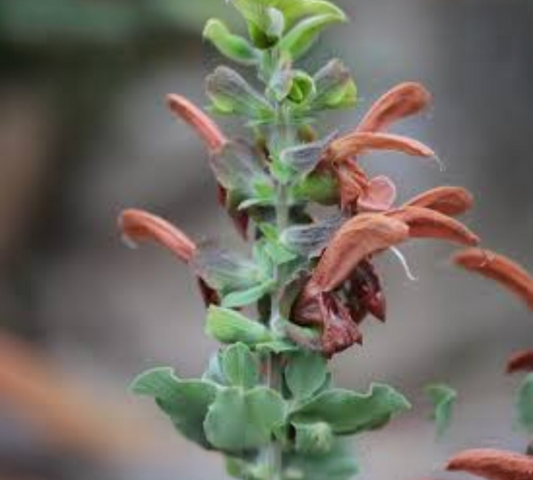 Salvia africana-lutea v18 cm