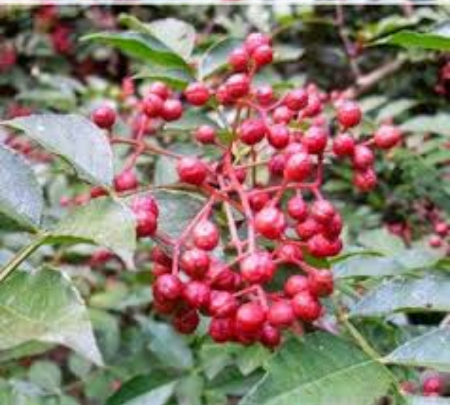 Zanthoxylum piperitum v20 cm