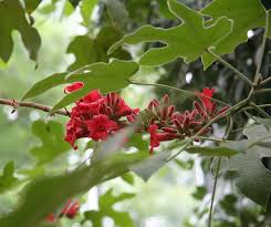 Brachychiton Acerifolius (Albero Fiamma) Fiori Rossi - Vaso 24cm