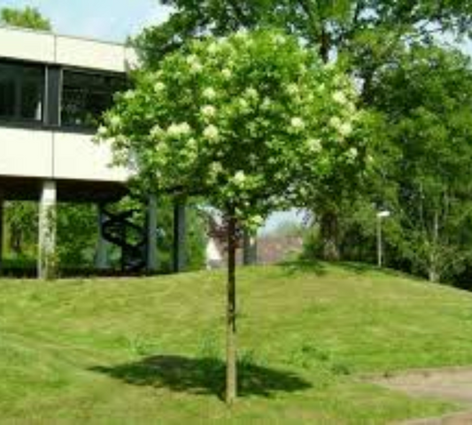 FRAXINUS ORNUS v40cm  12/14