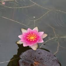 Nymphaea Little Sue Piccola Miniatura