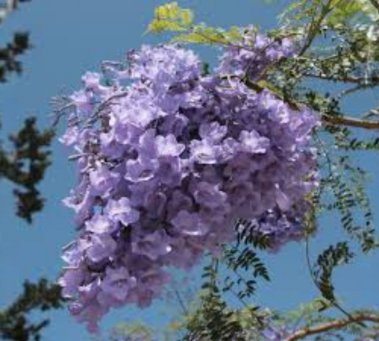 JACARANDA MIMOSAEFOLIA