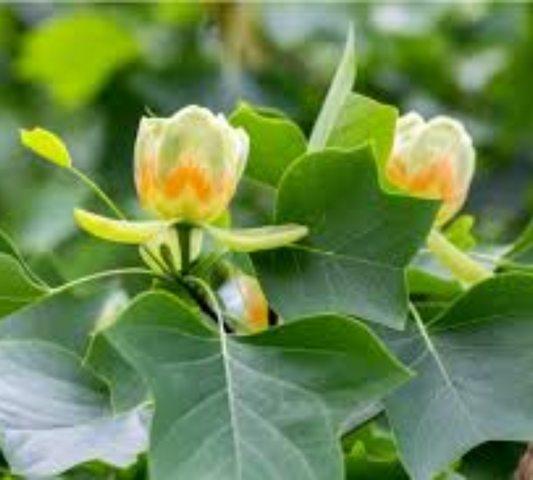 LIRIODENDRON TULIPIFERA