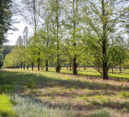 METASEQUOIA v60 14/16