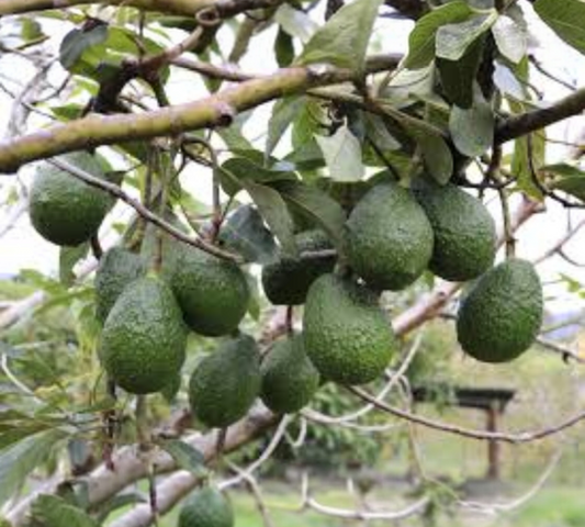 Aguacate (Persea americana)