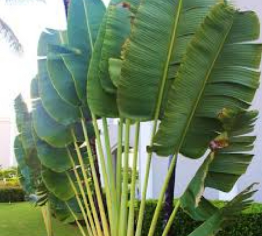 Ravenala madagascariensis Ht200-250cm C25L