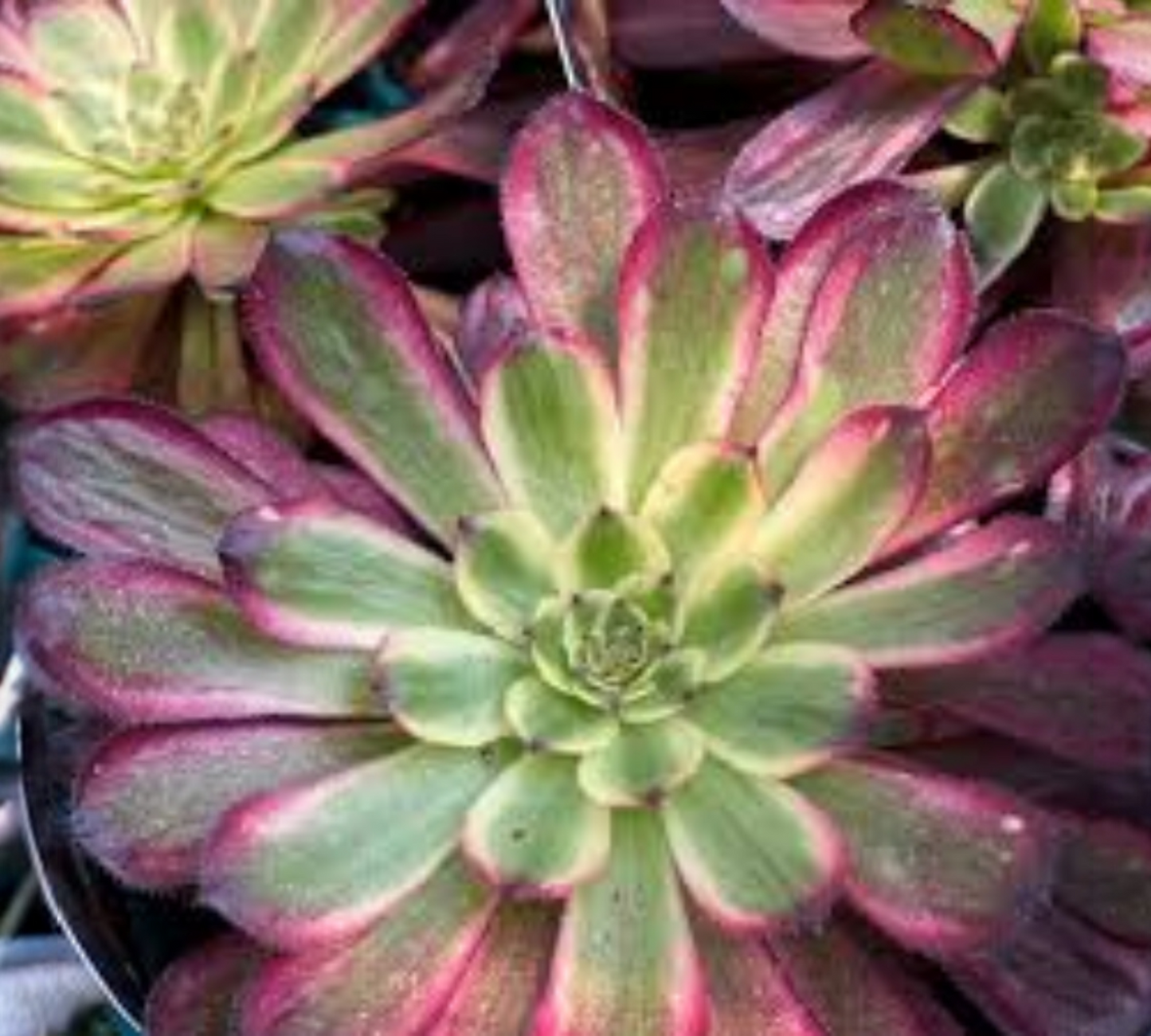 Aeonium mandi gras V14 cm