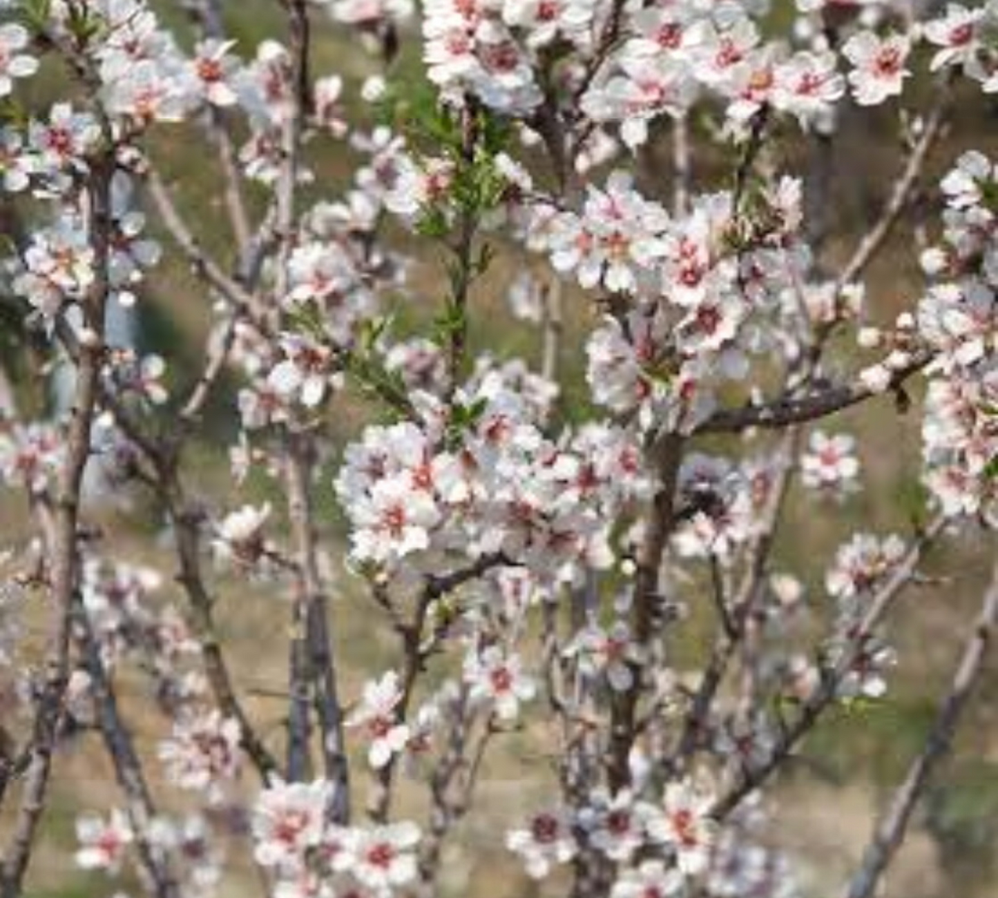 Mandorlo Prunus Dulcis Tr 6-8 cm