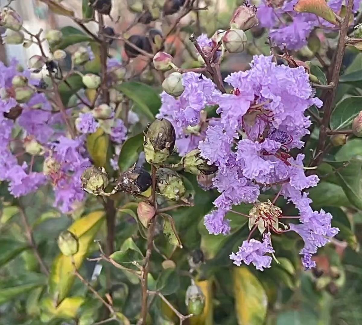 lageerstroemia