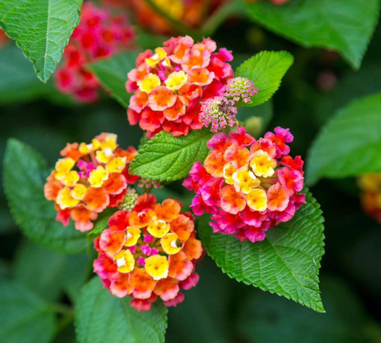 Lantana sellowiana