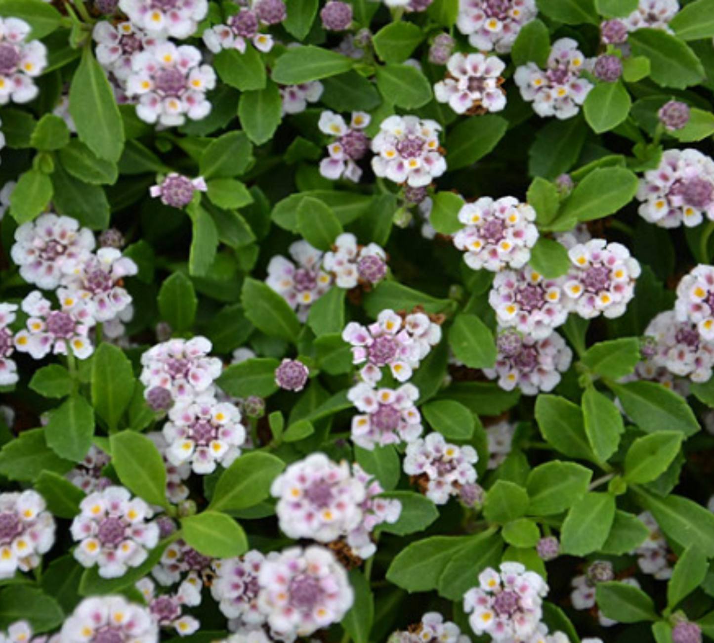 Lippia Nodiflora