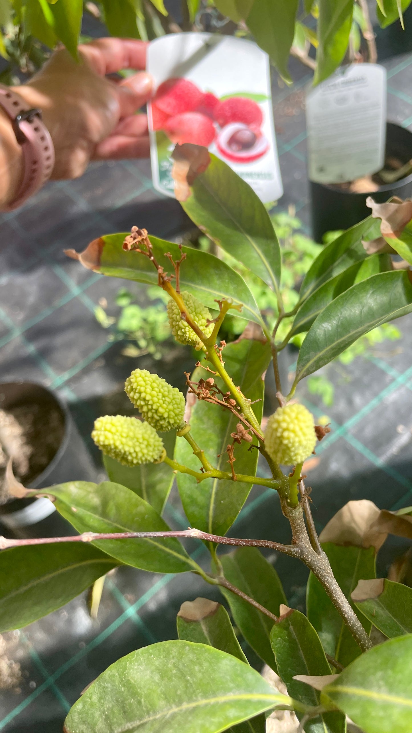 Litchi chinensis v26 cm