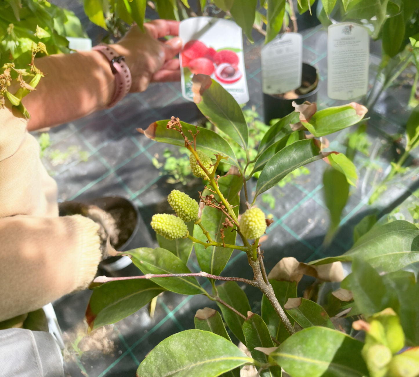Litchi chinensis v26 cm