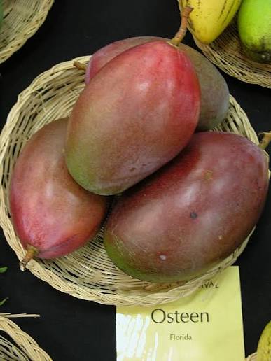 mangifera indica