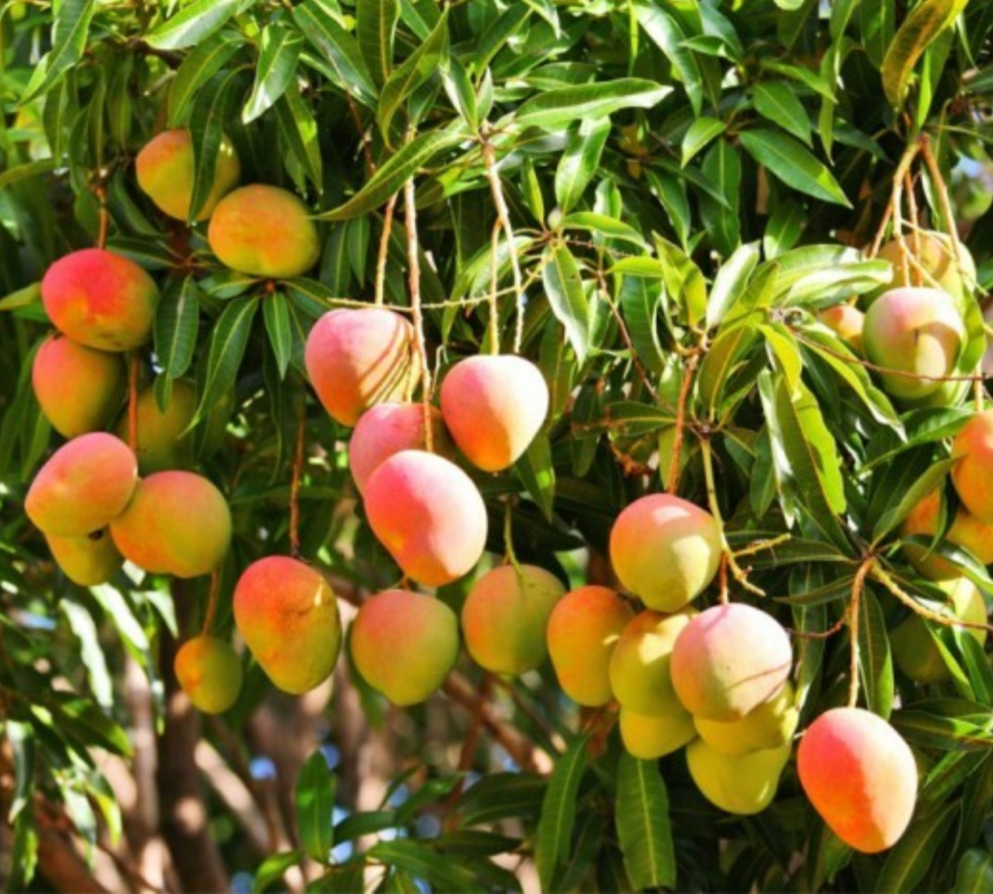 Mango Kent