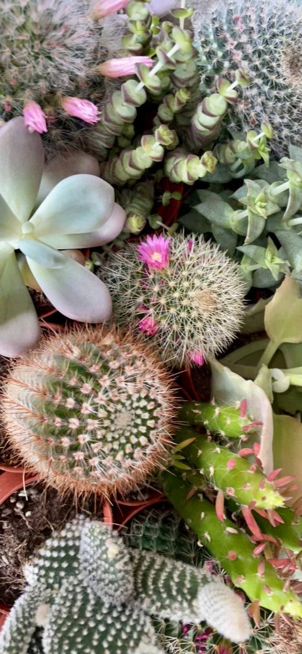 Piante grasse mix V10,5 cm