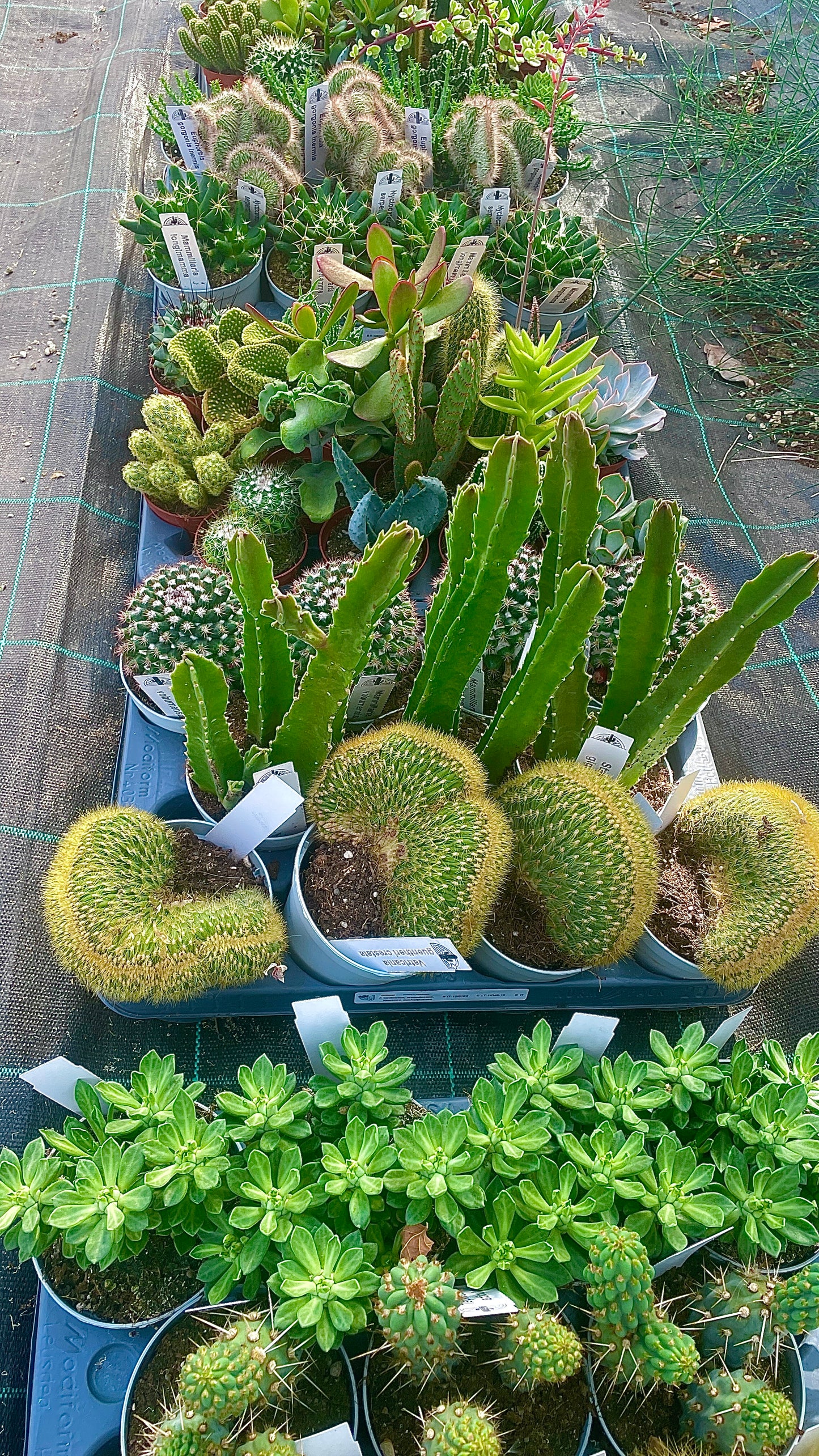 Piante grasse mix V10,5 cm