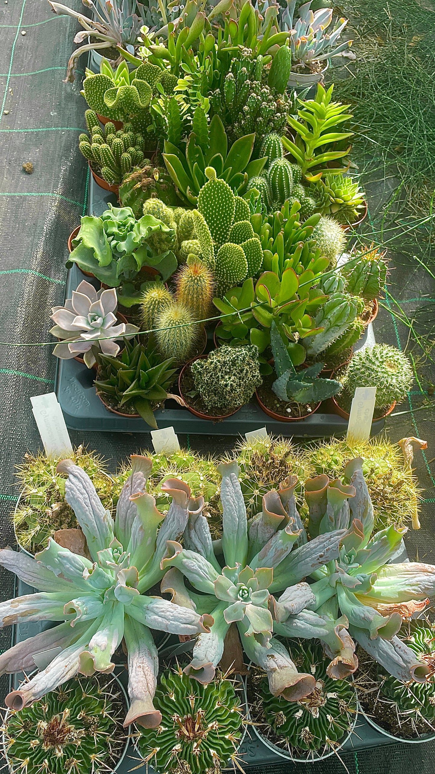 Piante grasse mix V10,5 cm