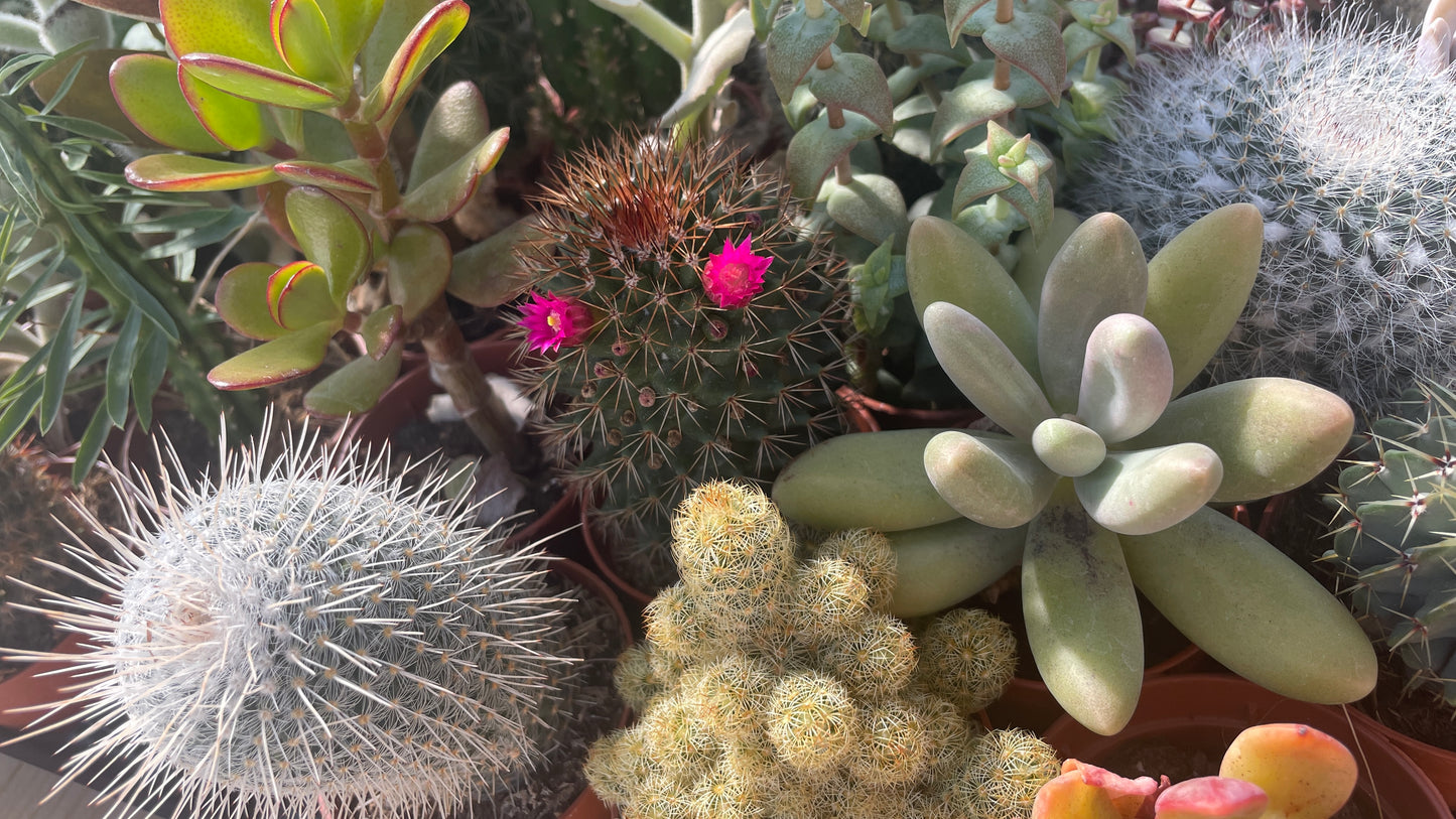 Piante grasse mix V10,5 cm