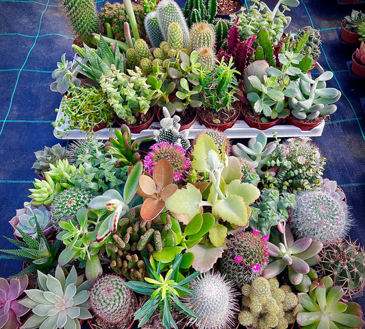 Piante grasse mix V10,5 cm