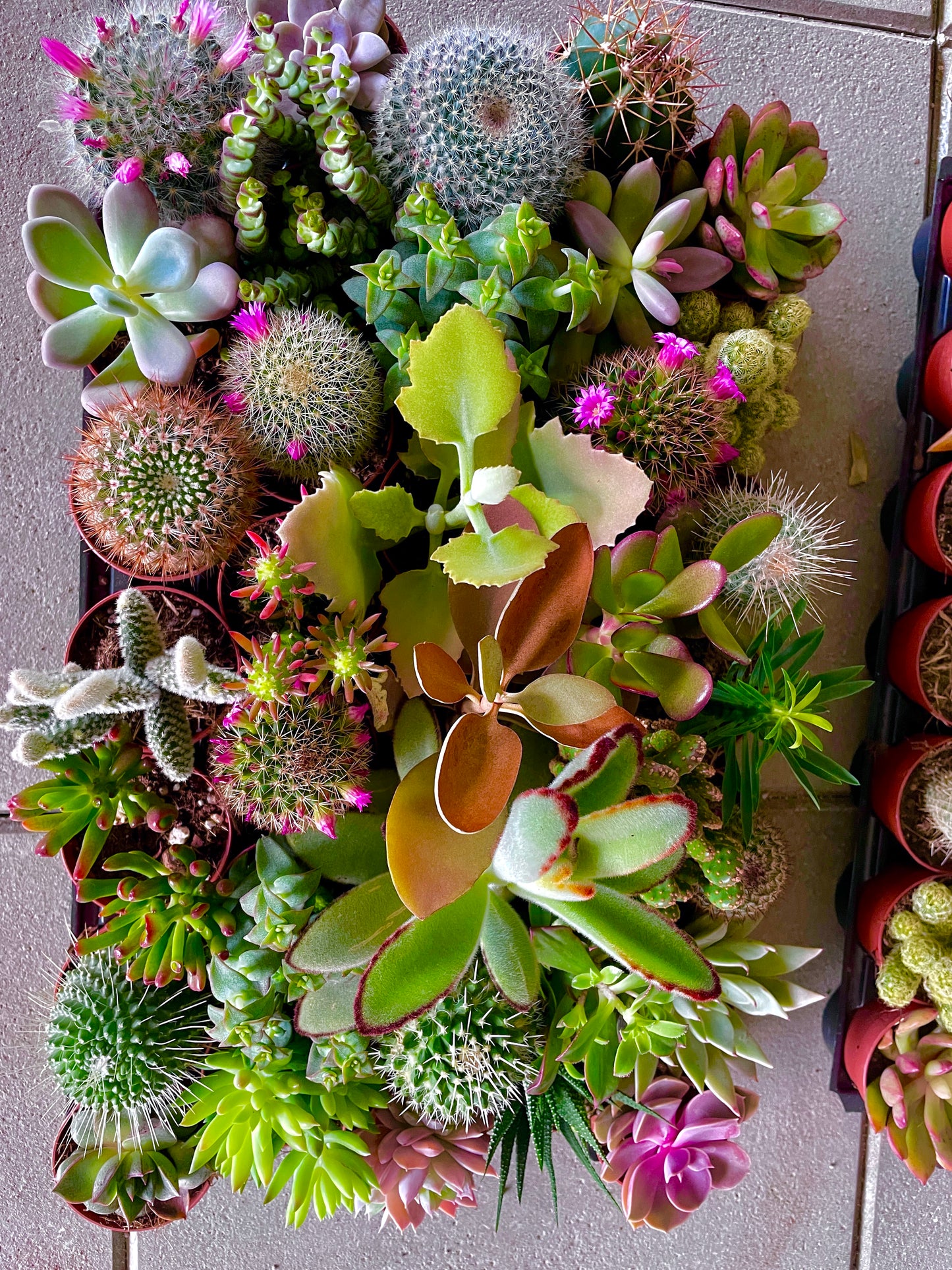 Piante grasse mix V10,5 cm