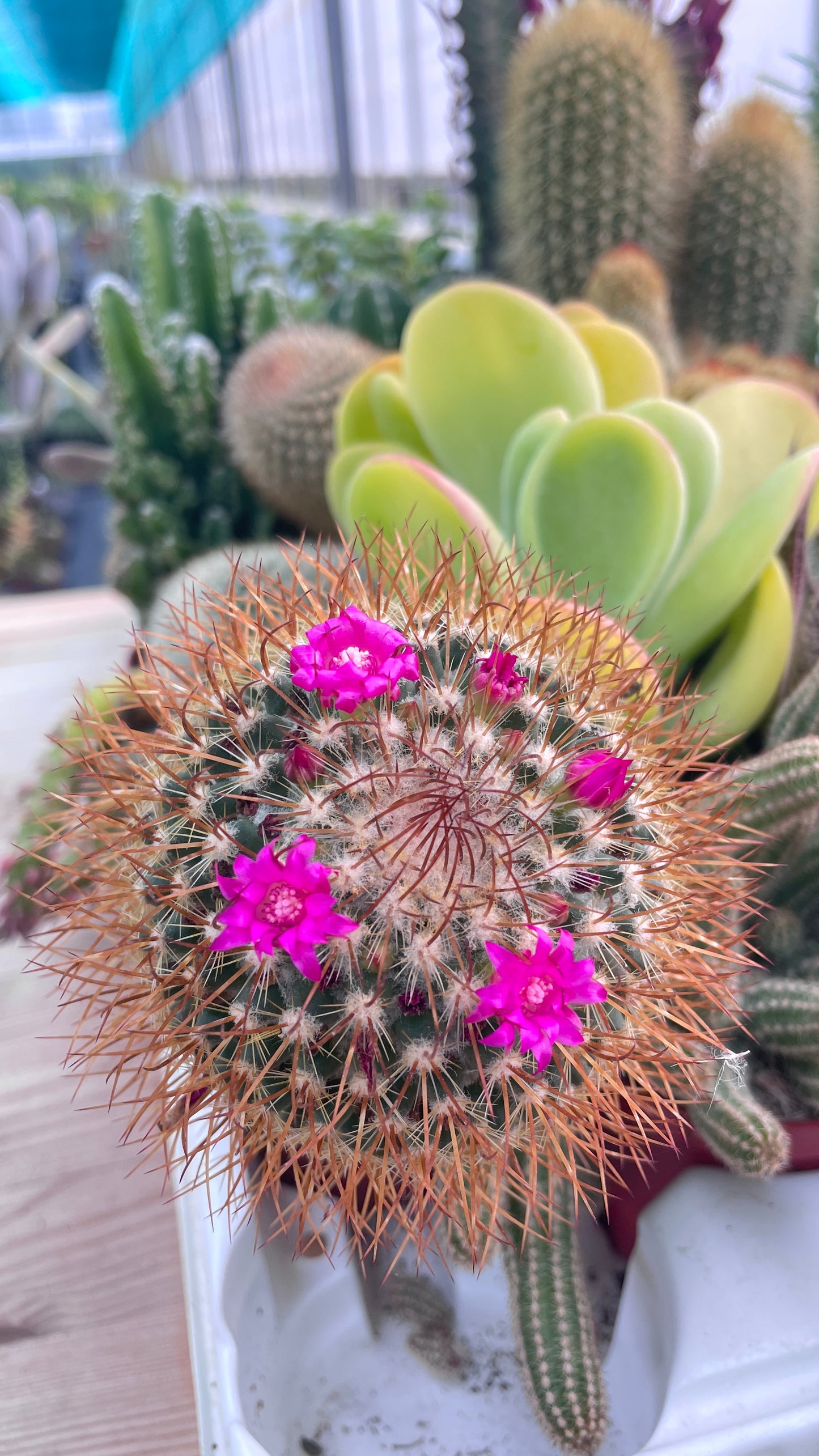 Piante grasse mix V 7cm