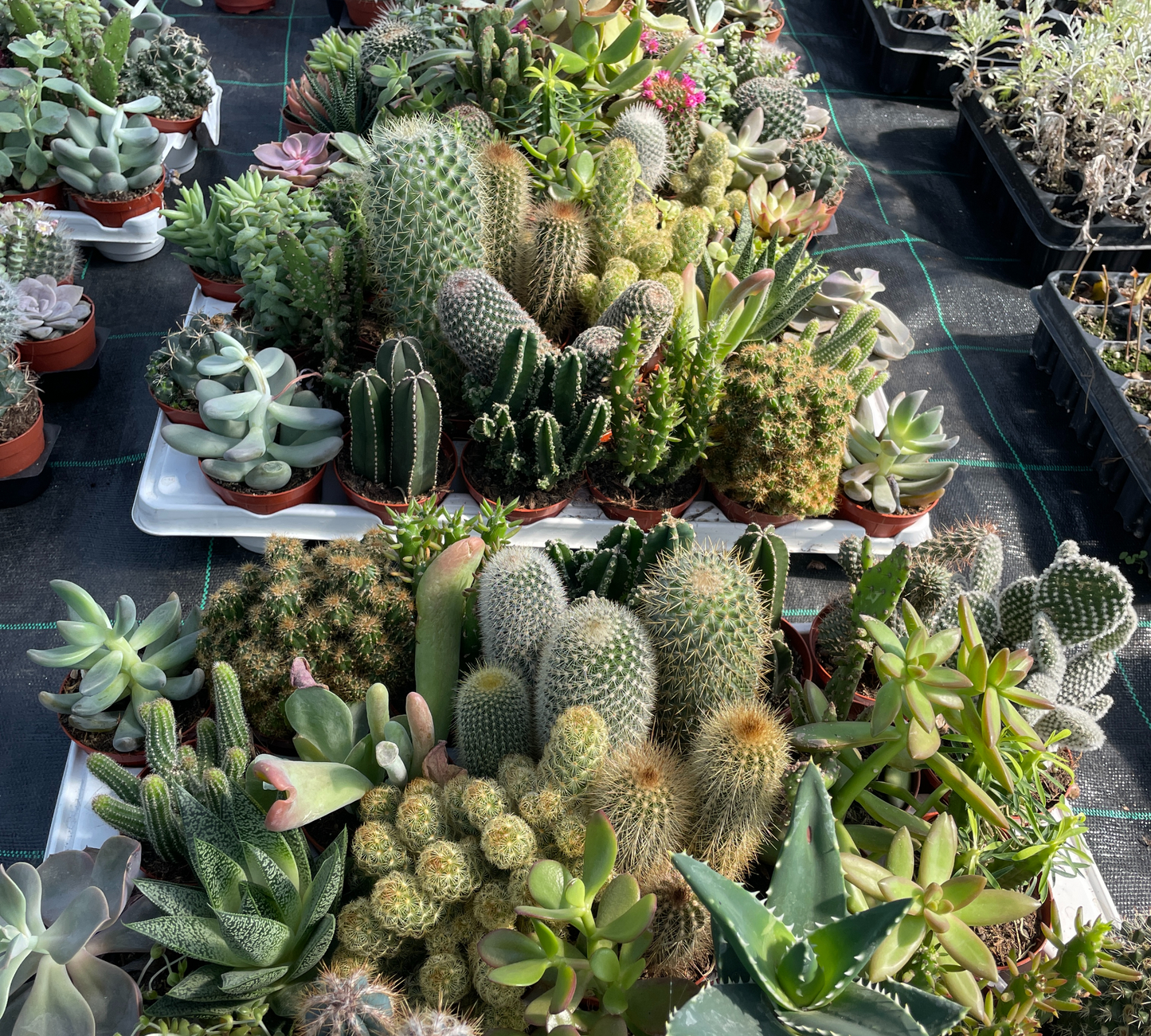 Piante grasse mix V 7cm