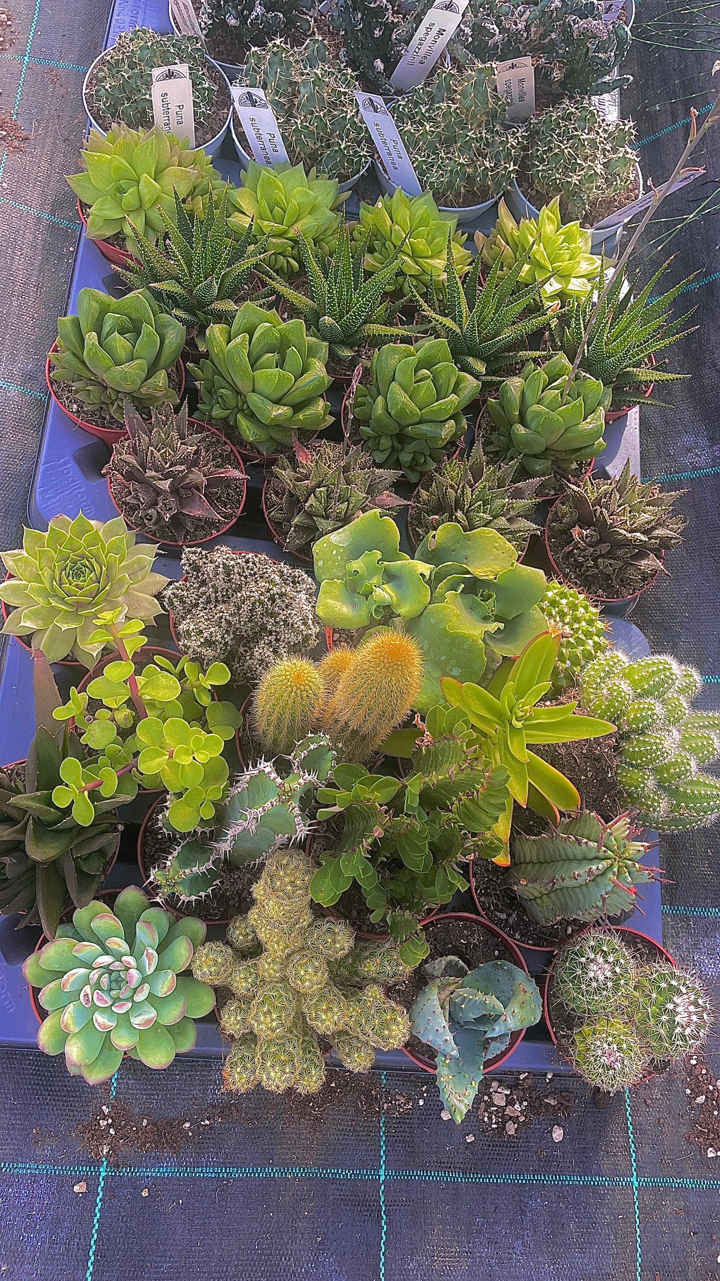 Piante grasse mix V 7cm