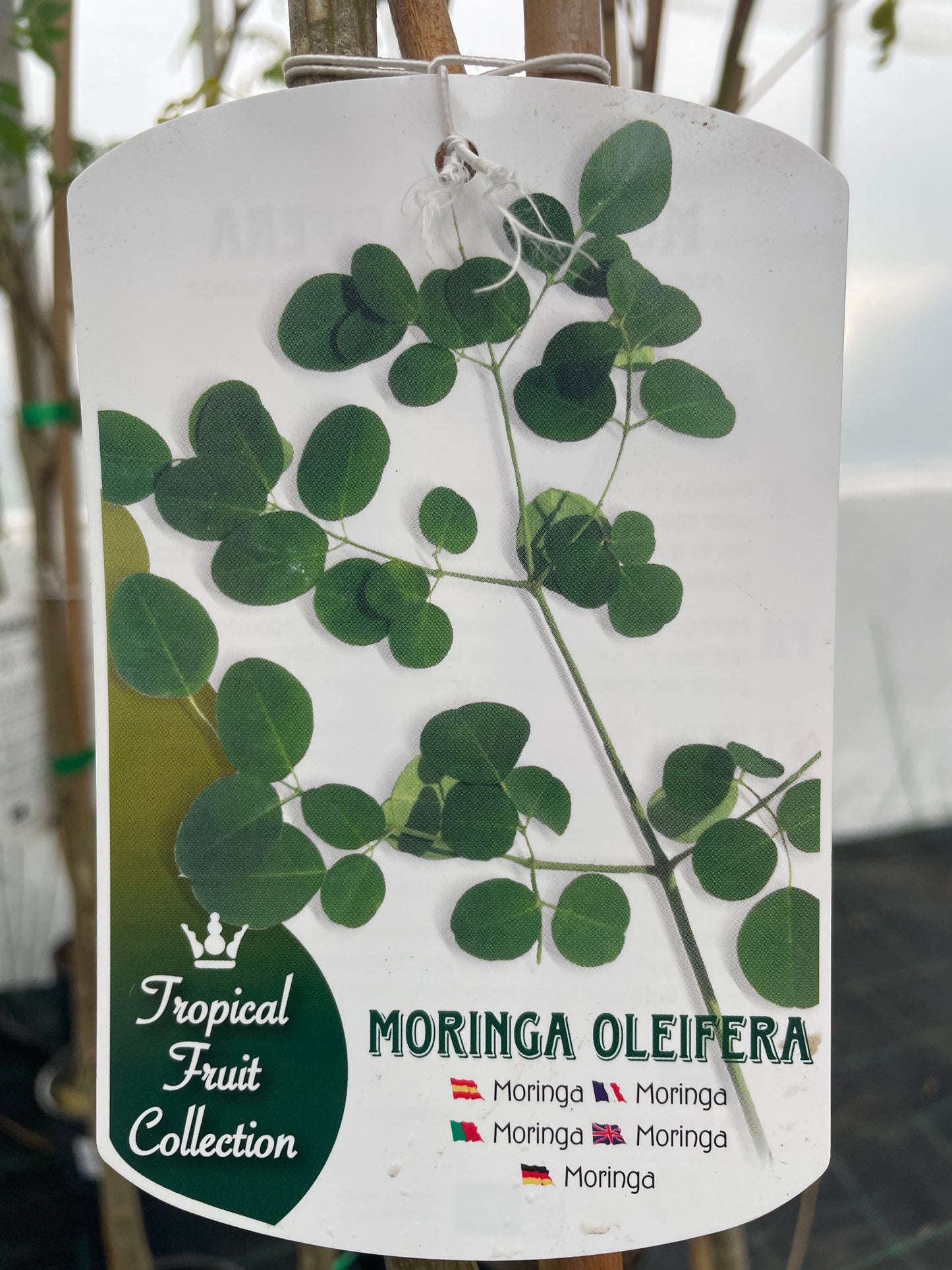 Moringa oleifera C7L