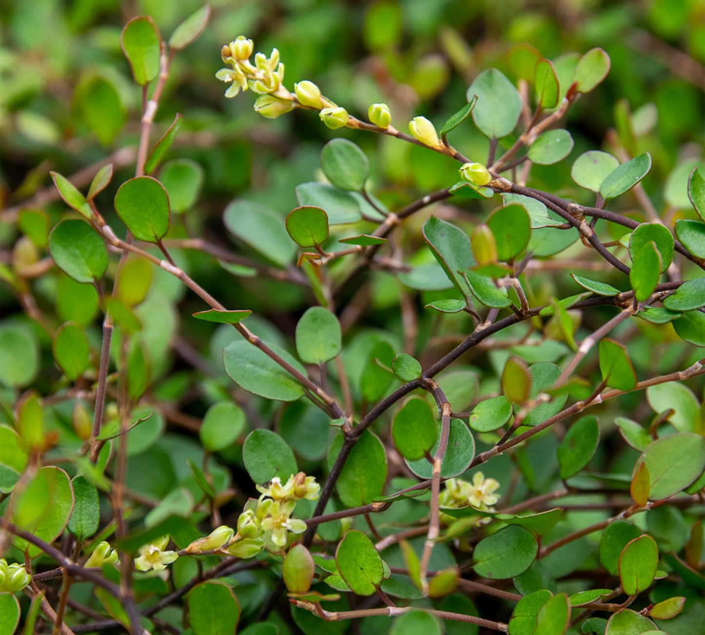 Muehlenbeckia complexa v18 cm