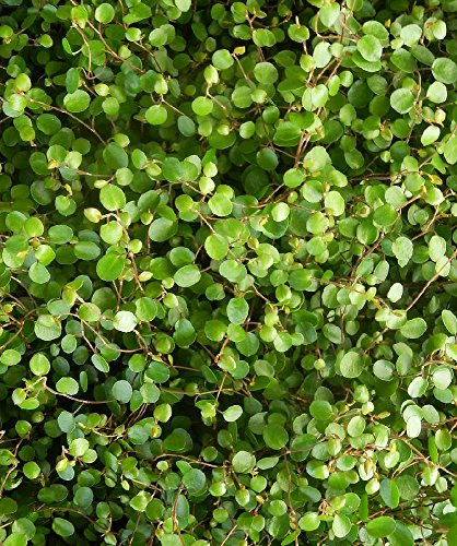 Muehlenbeckia complexa v18 cm