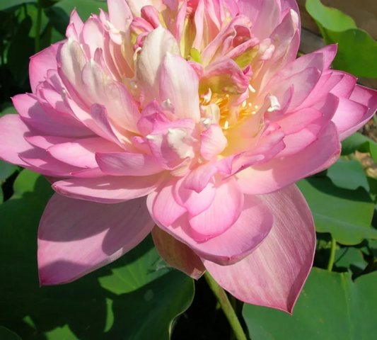 Nelumbo Dwarf Peony-in produzione