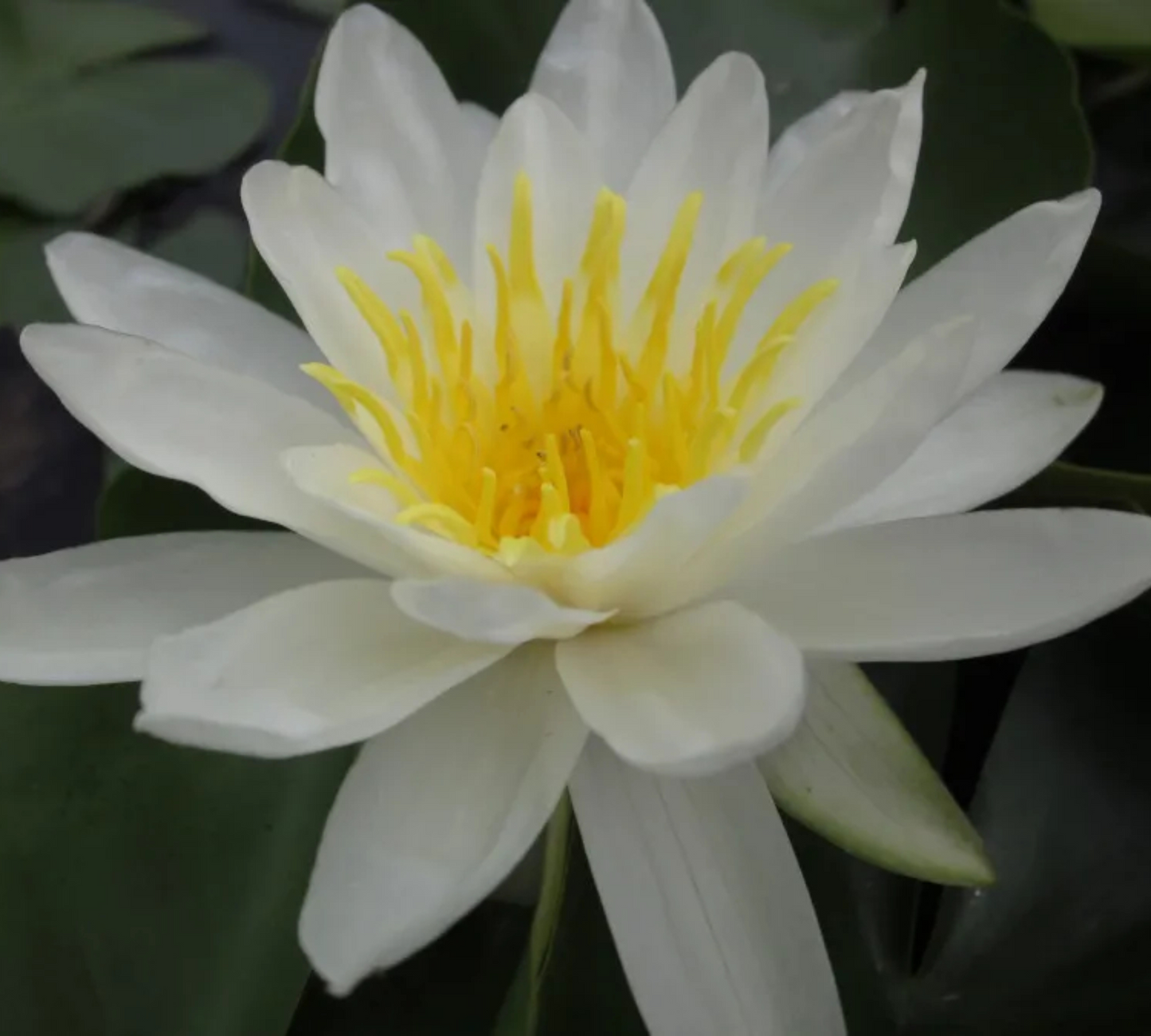 Nymphaea Marliacea Media Grande