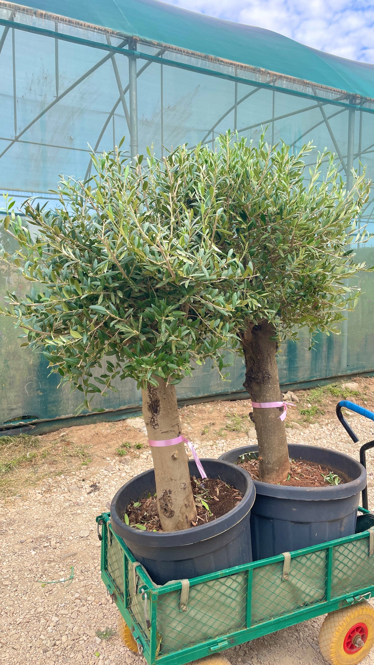 olea europaea 