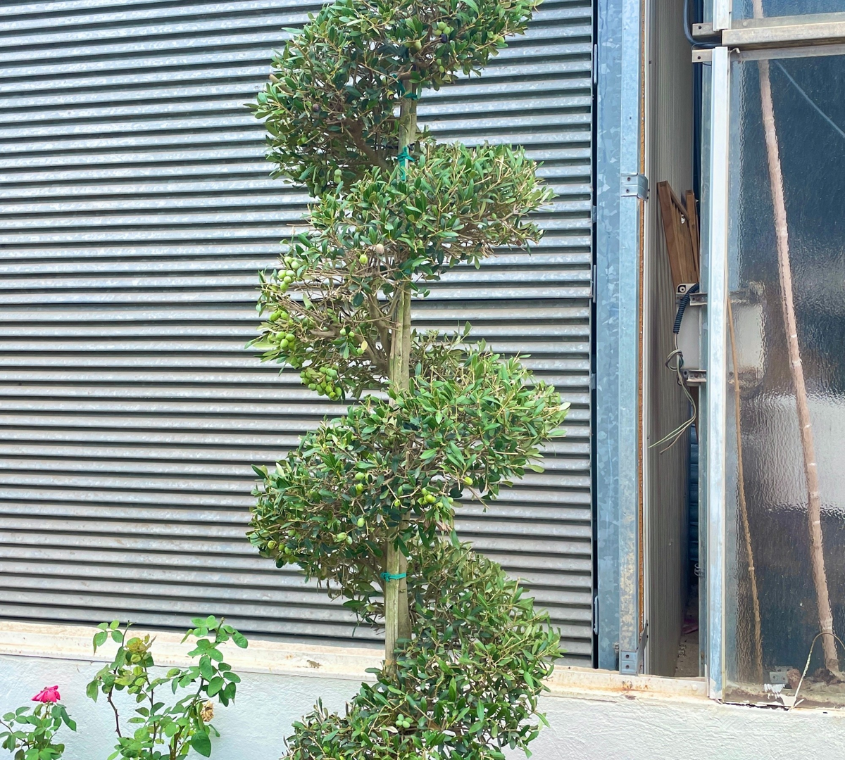 olea europaea spirale