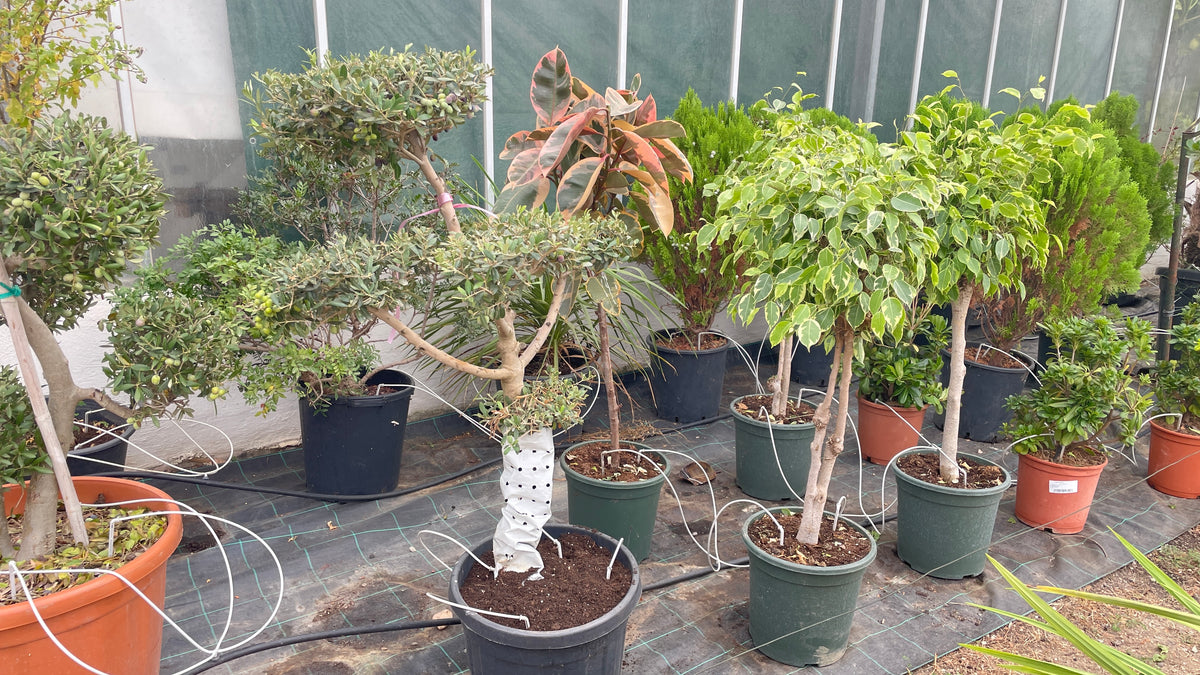 olea europaea spirale