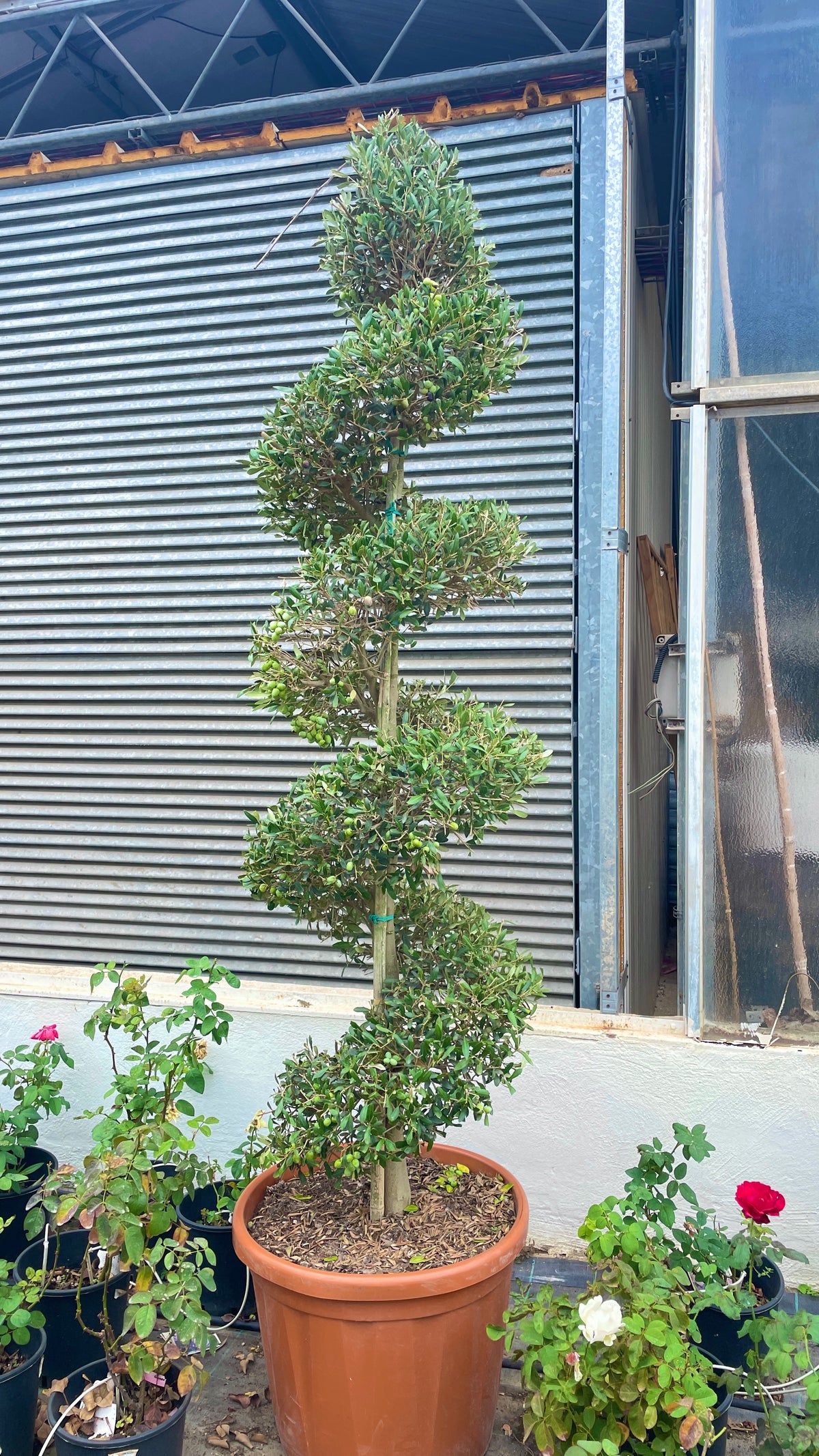 olea europaea spirale