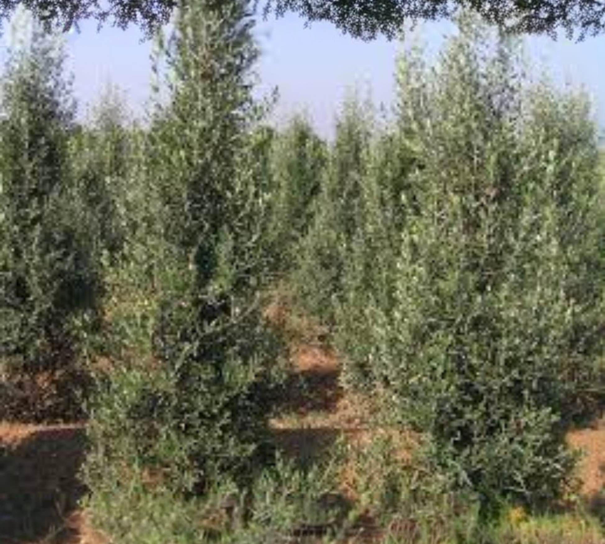 olea europea cipressino 