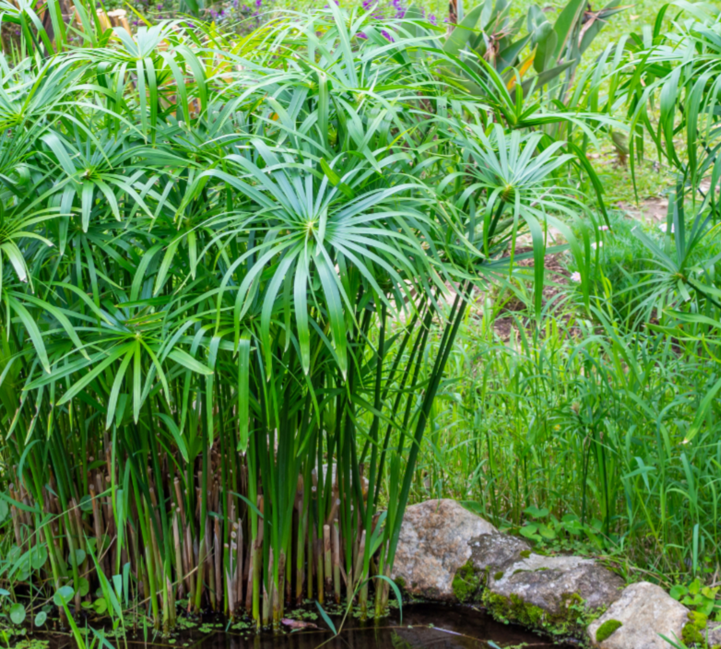 Papiro Acquatico-prezzo secondo dimensione 15-30 euro