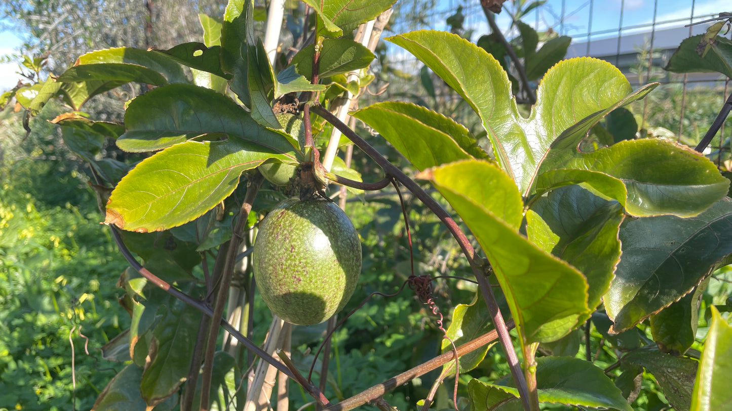 Passiflora Edulis v18 cm