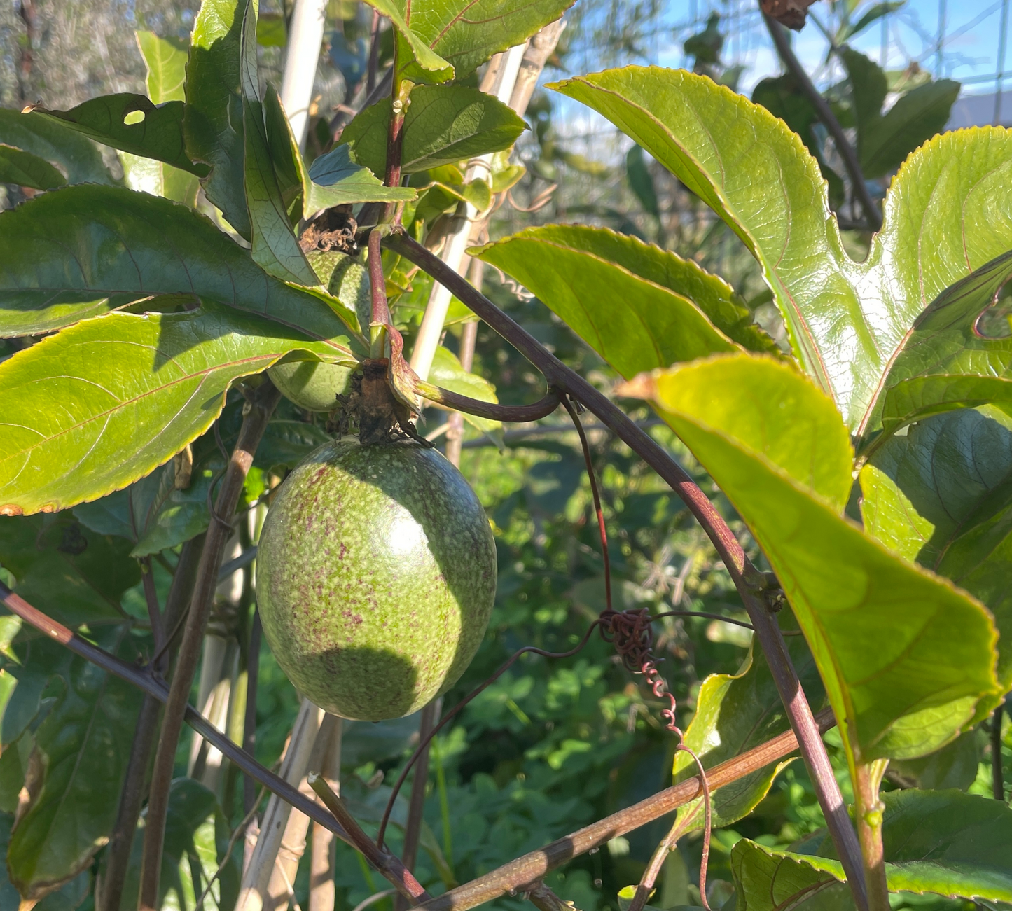 Passiflora Edulis v18 cm