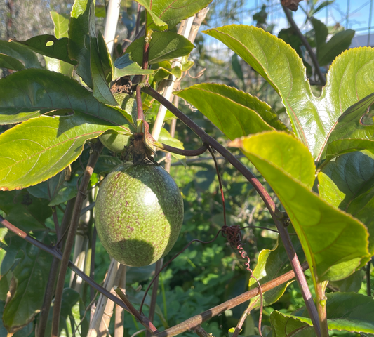 Passiflora Edulis v18 cm
